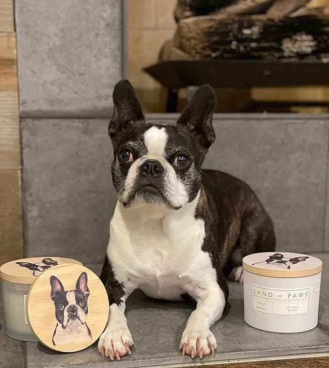 Sand + Paws Scented Candle - Mango Tangerine - Luxurious Air Freshening Jar Candles Neutralize pet Odors and Enhance Home décor – 100% Cotton Lead-Free Wicks - 12 oz